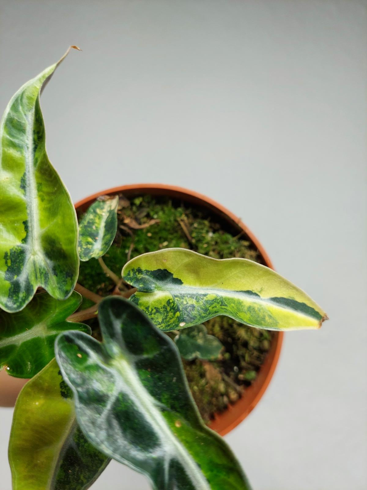 Alocasia Bambino Aurea