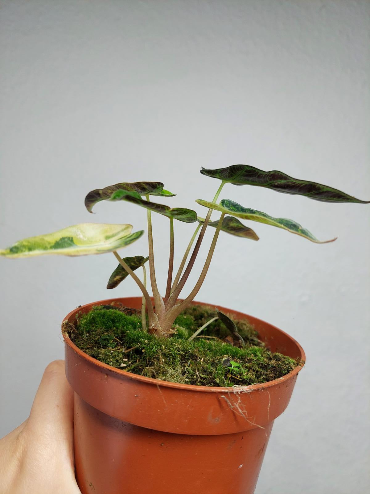 Alocasia Bambino Aurea