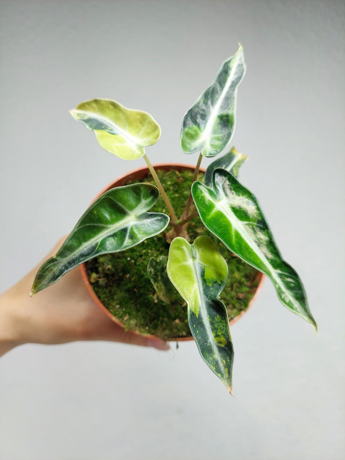 Alocasia Bambino Aurea