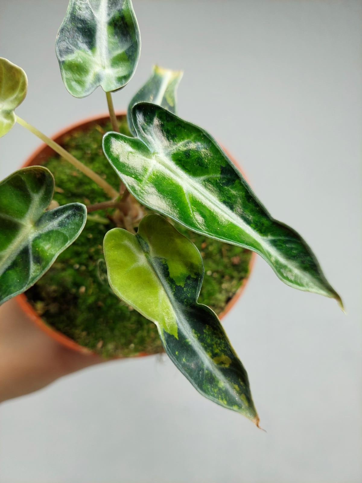 Alocasia Bambino Aurea