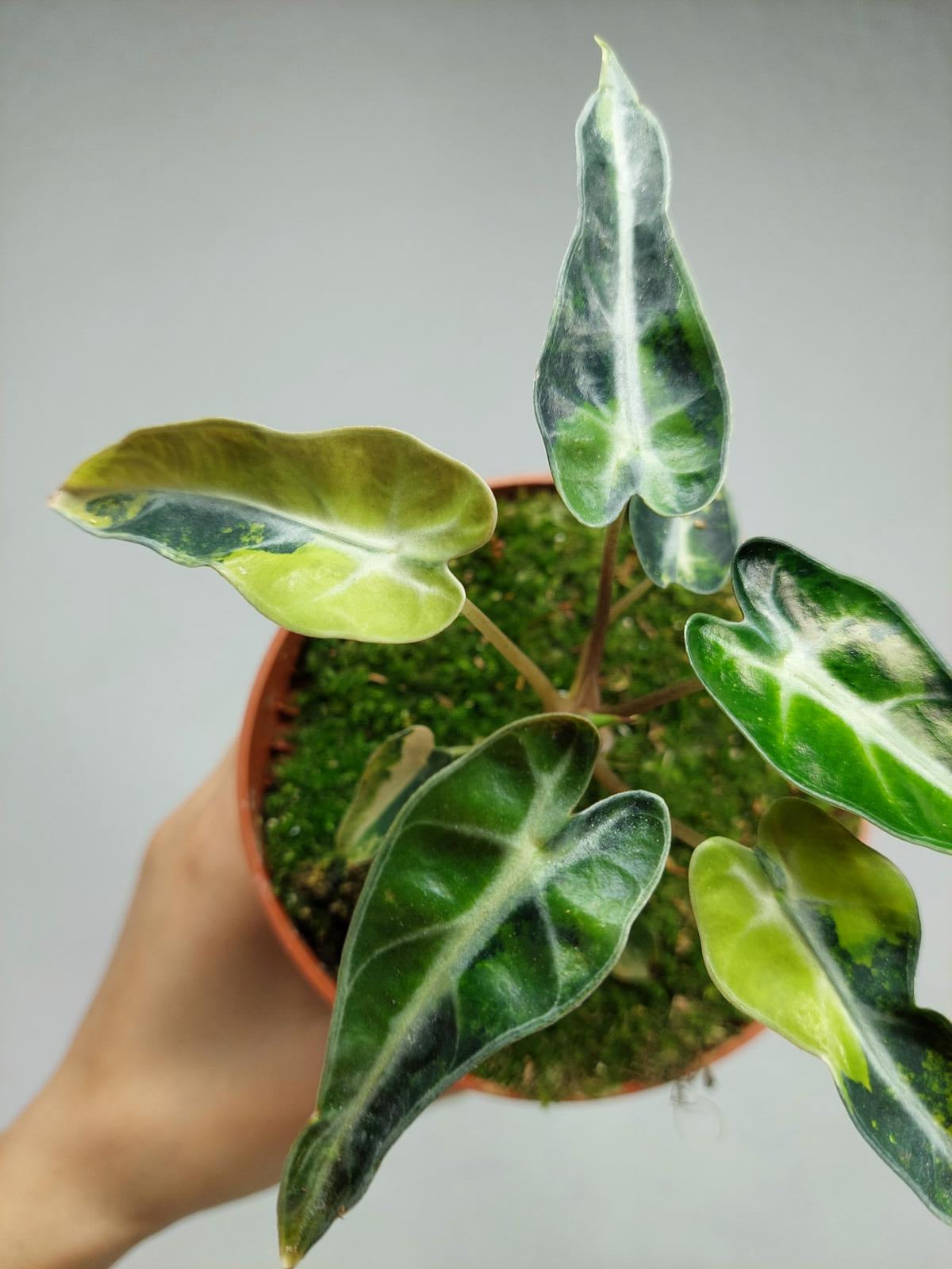 Alocasia Bambino Aurea