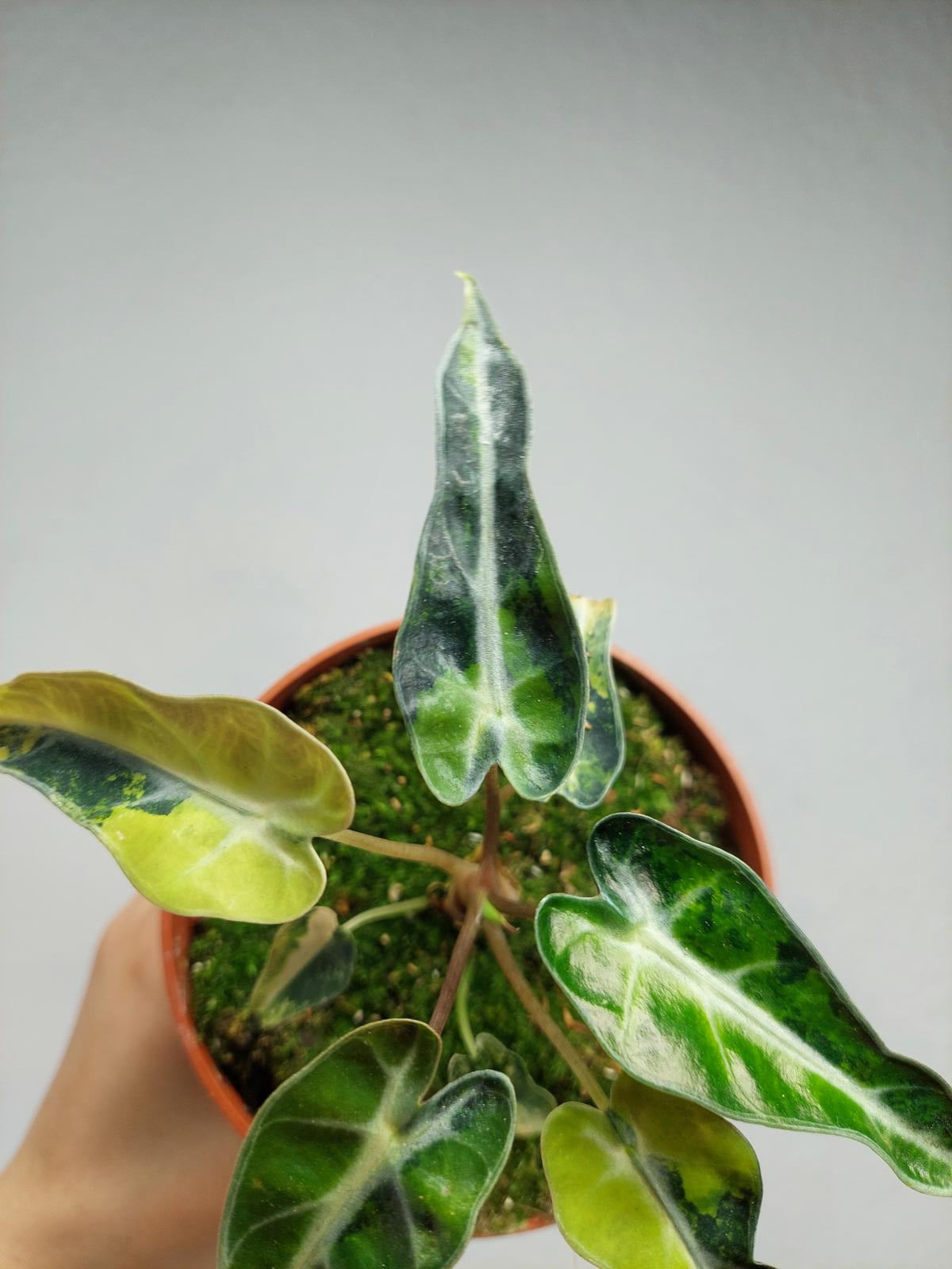 Alocasia Bambino Aurea