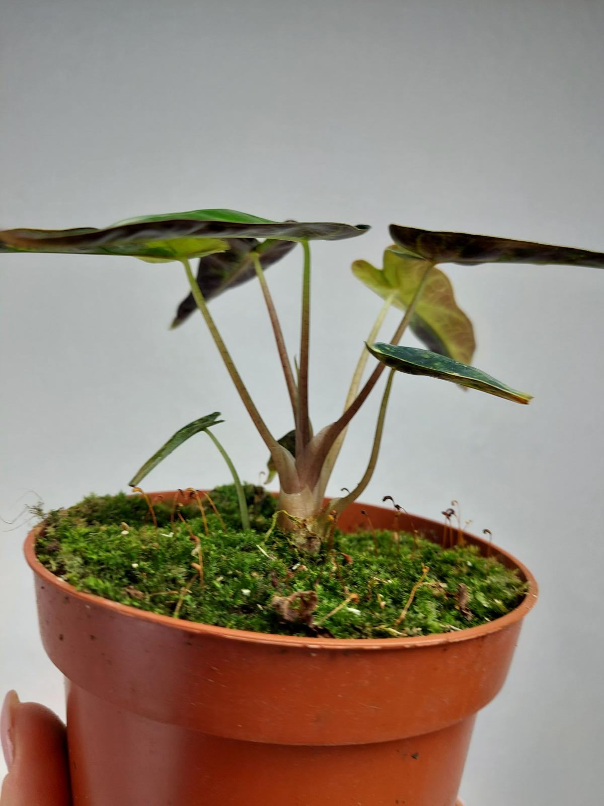 Alocasia Bambino Aurea