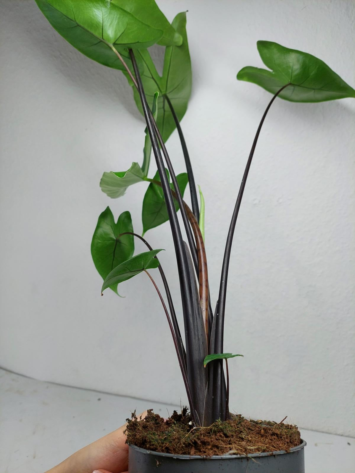 Alocasia Zebrina Black Stem