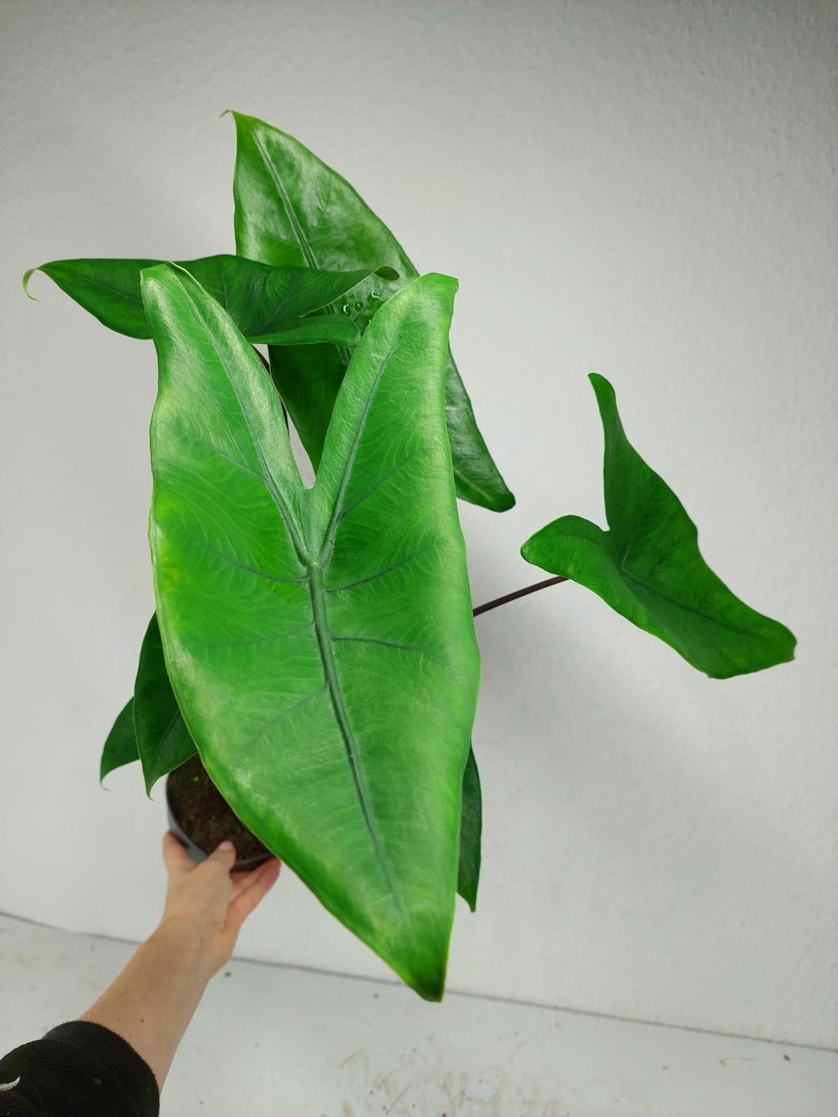 Alocasia Zebrina Black Stem