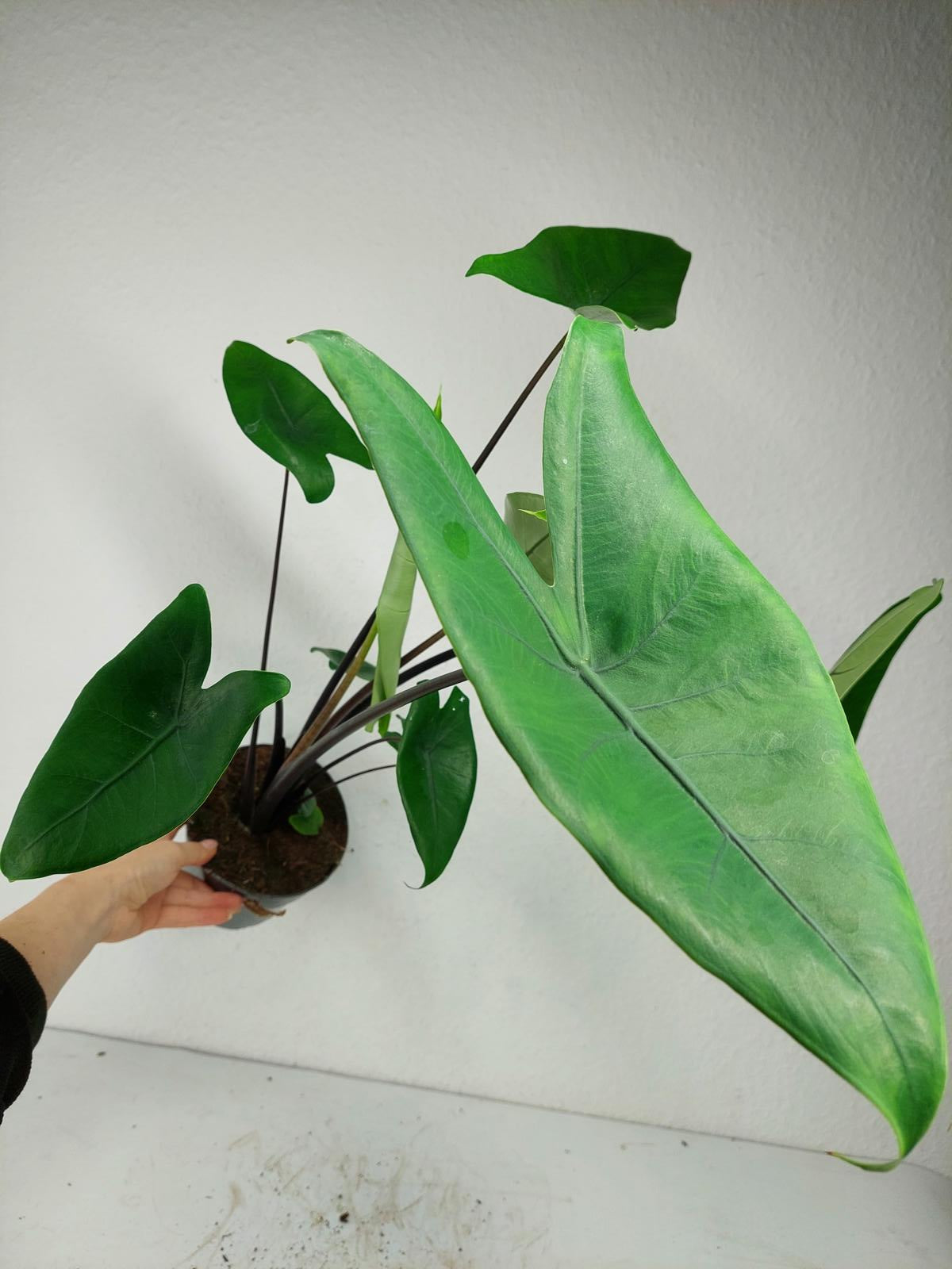 Alocasia Zebrina Black Stem