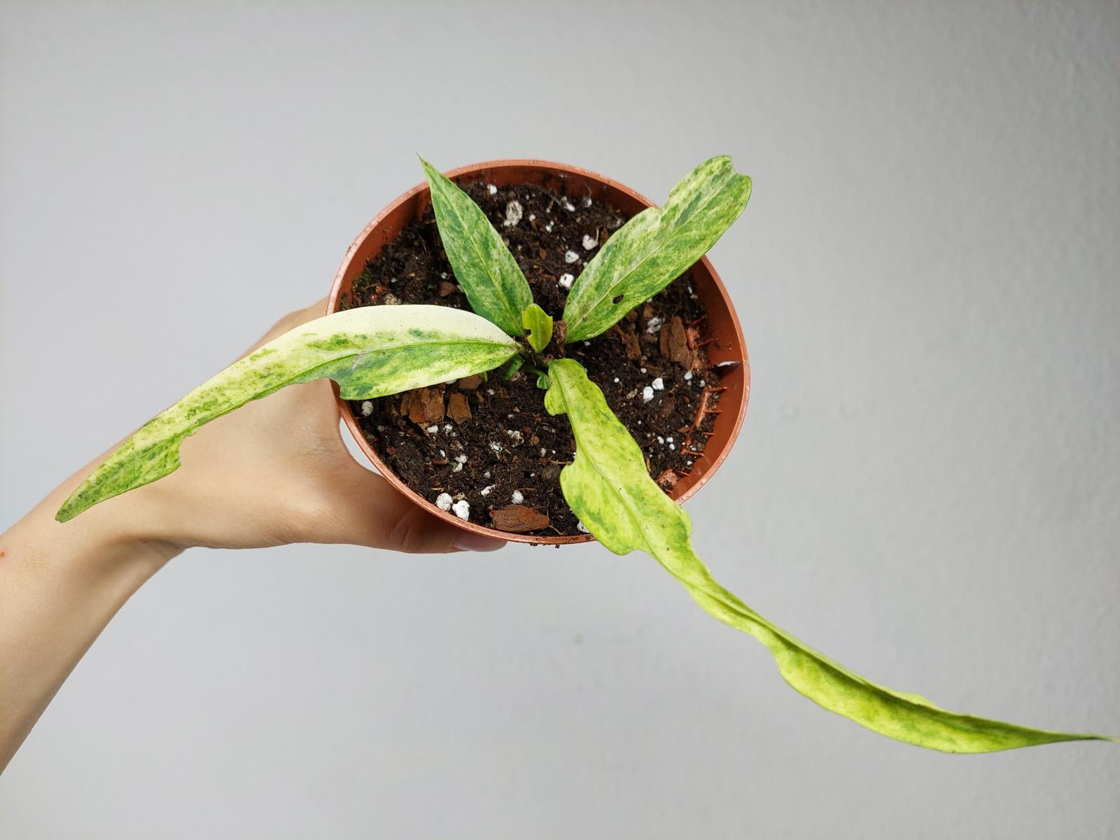 Anthurium Vittarifolium Variegata