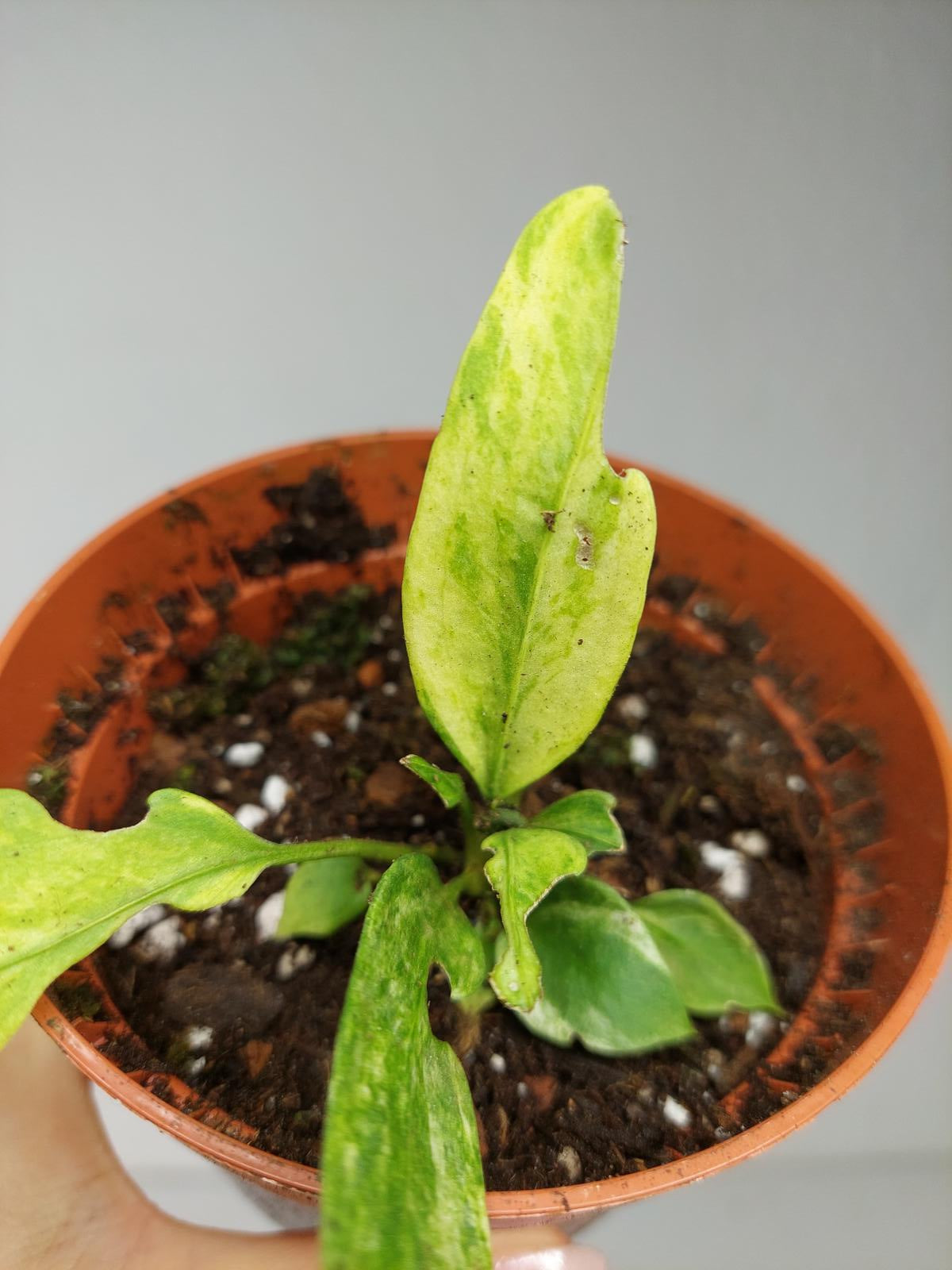 Anthurium Vittarifolium Variegata