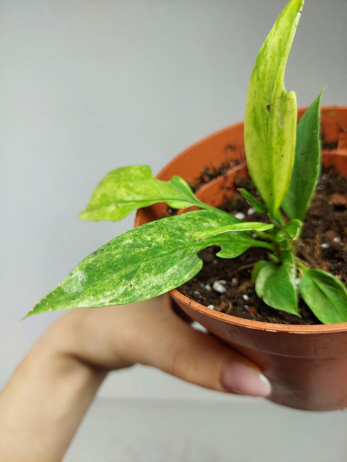 Anthurium Vittarifolium Variegata