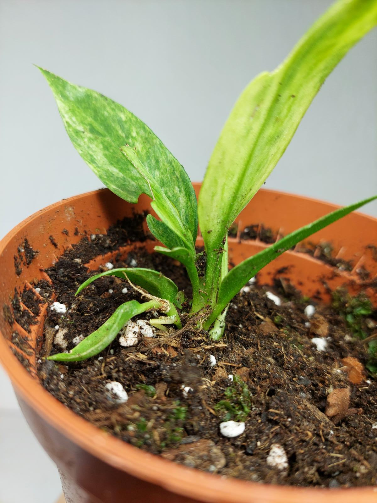 Anthurium Vittarifolium Variegata