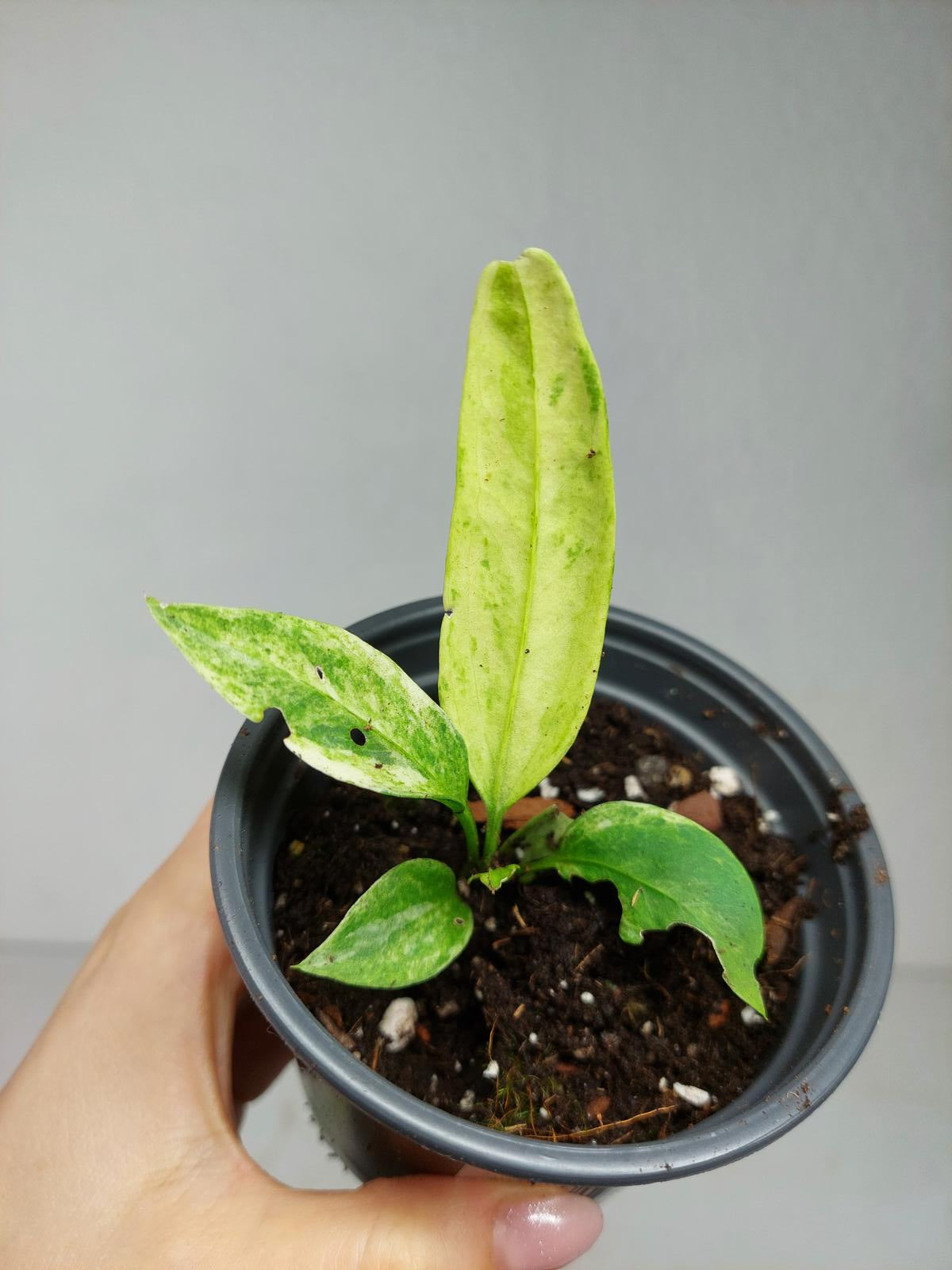 Anthurium Vittarifolium Variegata