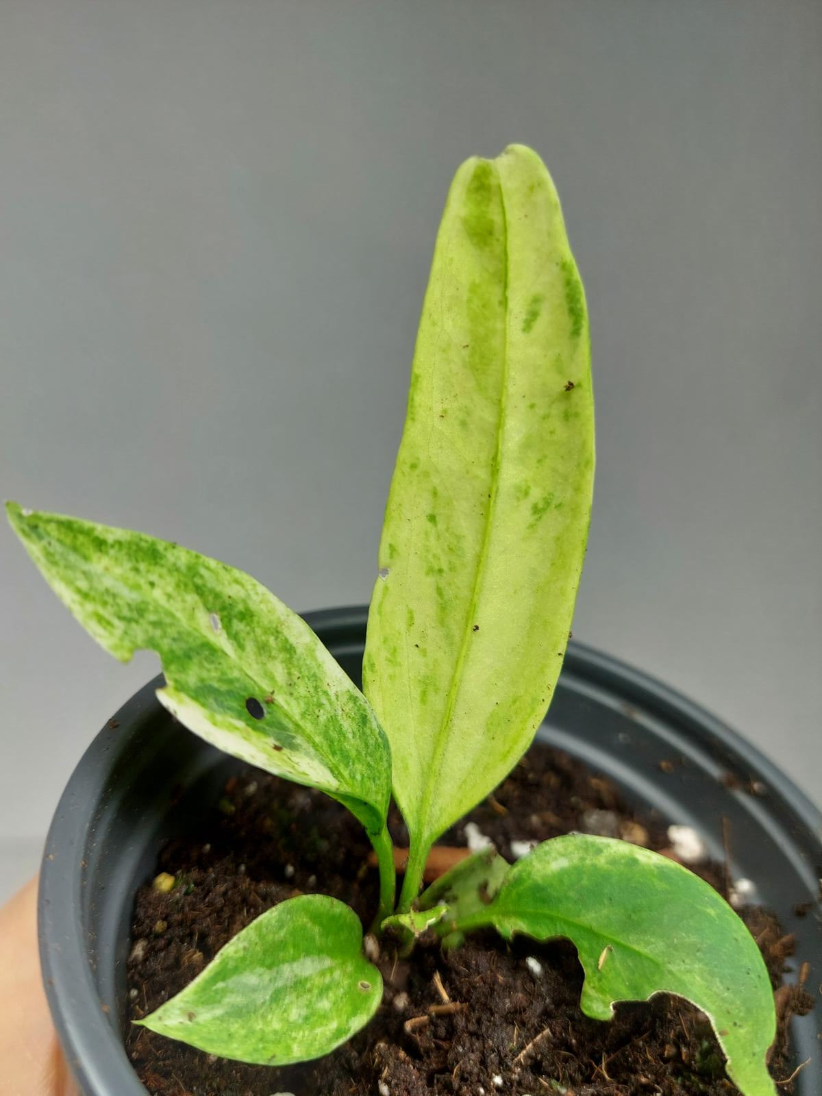 Anthurium Vittarifolium Variegata