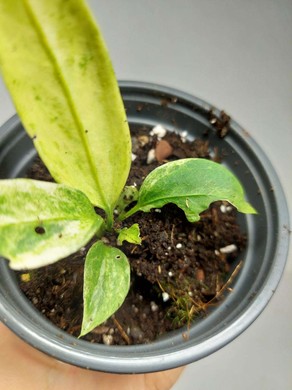 Anthurium Vittarifolium Variegata