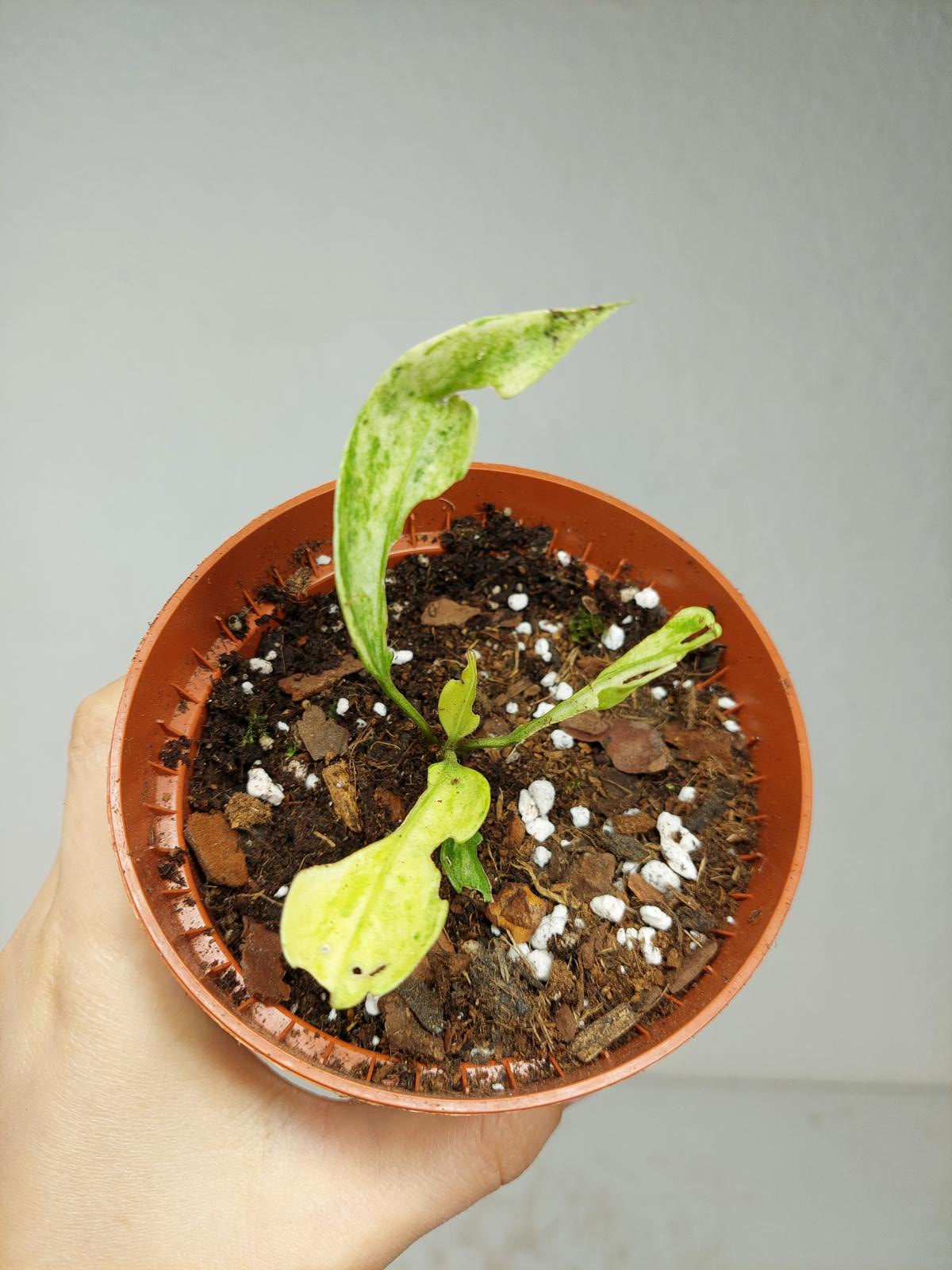 Anthurium Vittarifolium Variegata