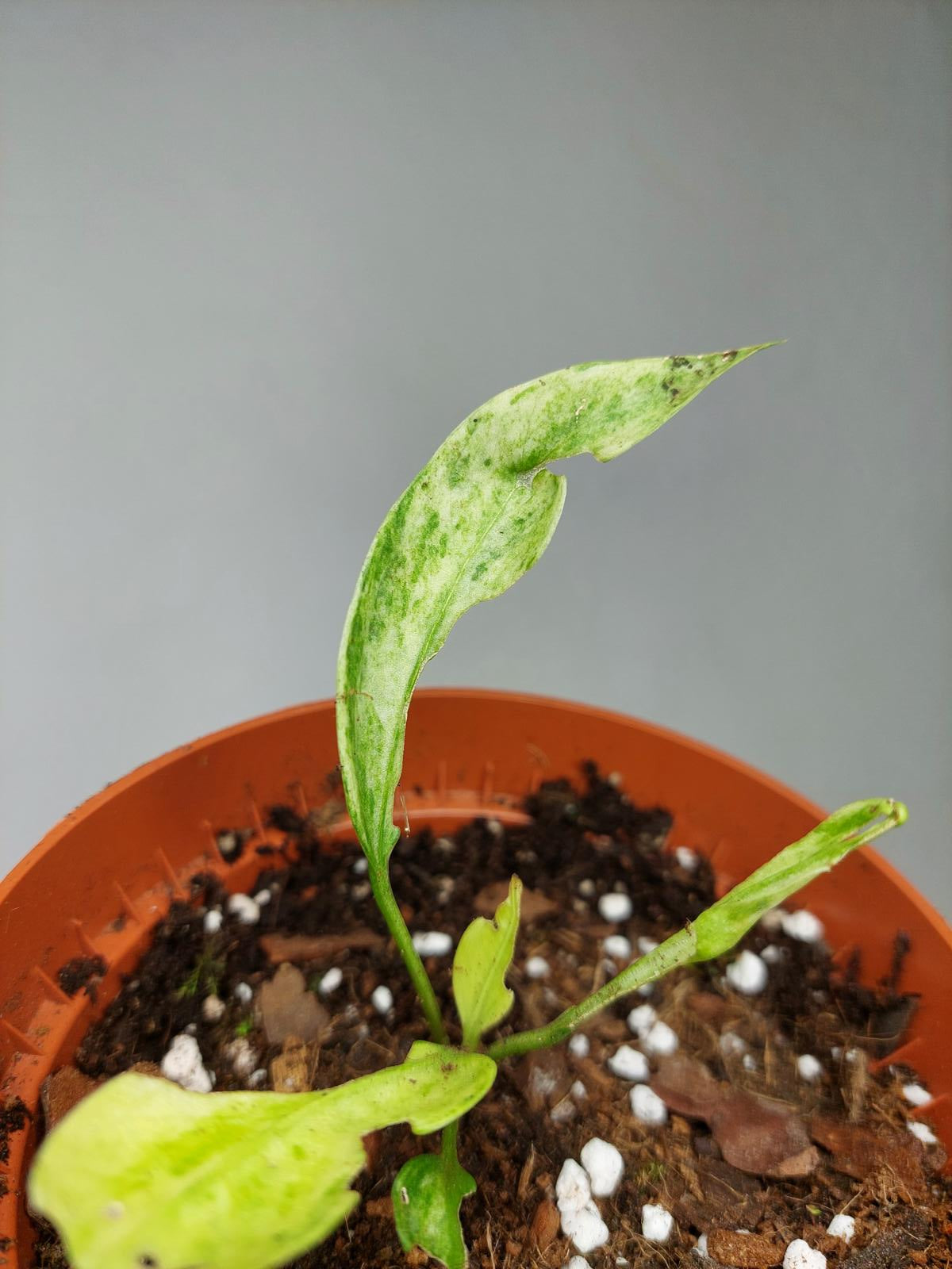 Anthurium Vittarifolium Variegata