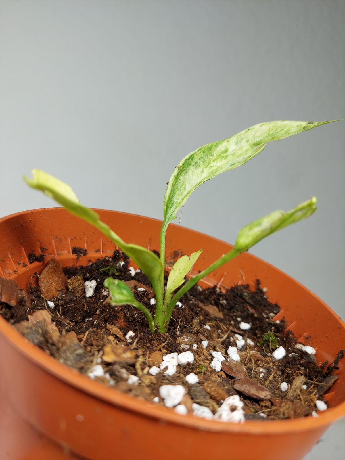 Anthurium Vittarifolium Variegata