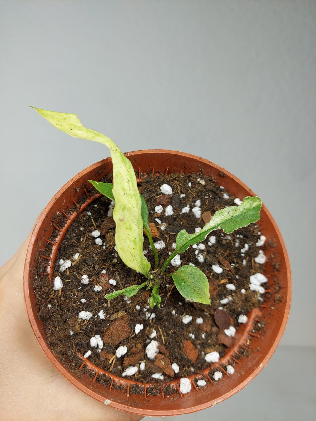 Anthurium Vittarifolium Variegata