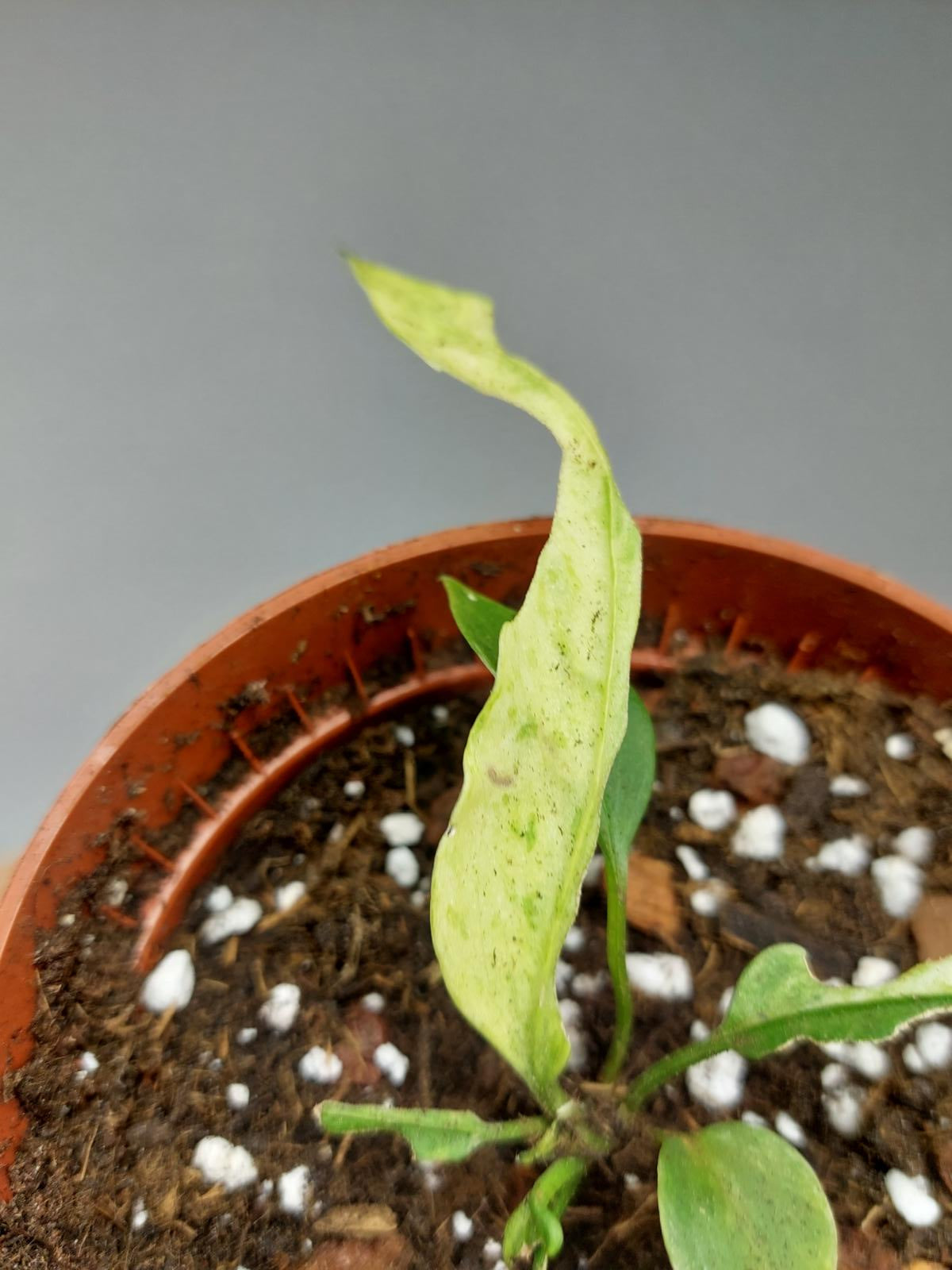 Anthurium Vittarifolium Variegata