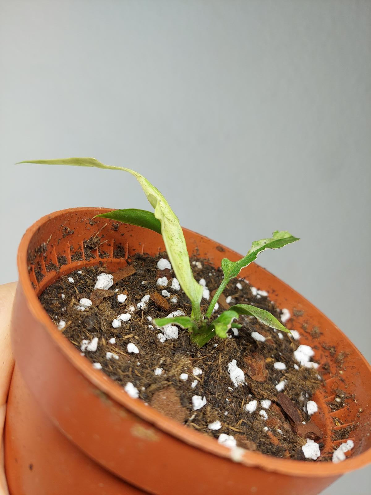 Anthurium Vittarifolium Variegata