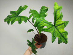 Alocasia Jacklyn groß