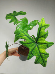 Alocasia Jacklyn groß
