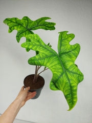 Alocasia Jacklyn groß