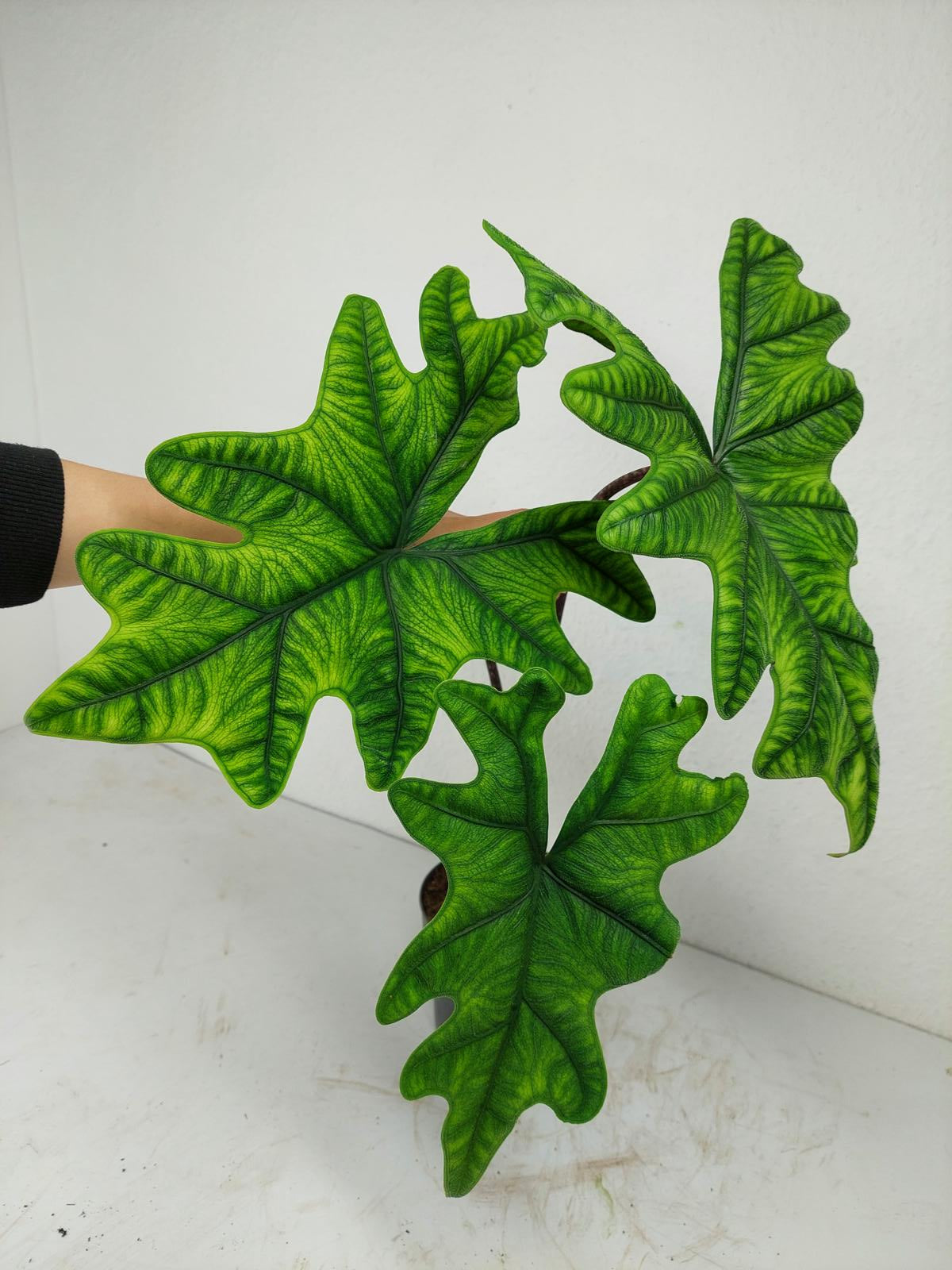 Alocasia Jacklyn groß