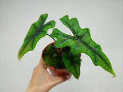 Alocasia Jacklyn