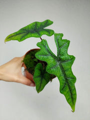 Alocasia Jacklyn