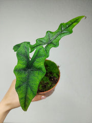 Alocasia Jacklyn