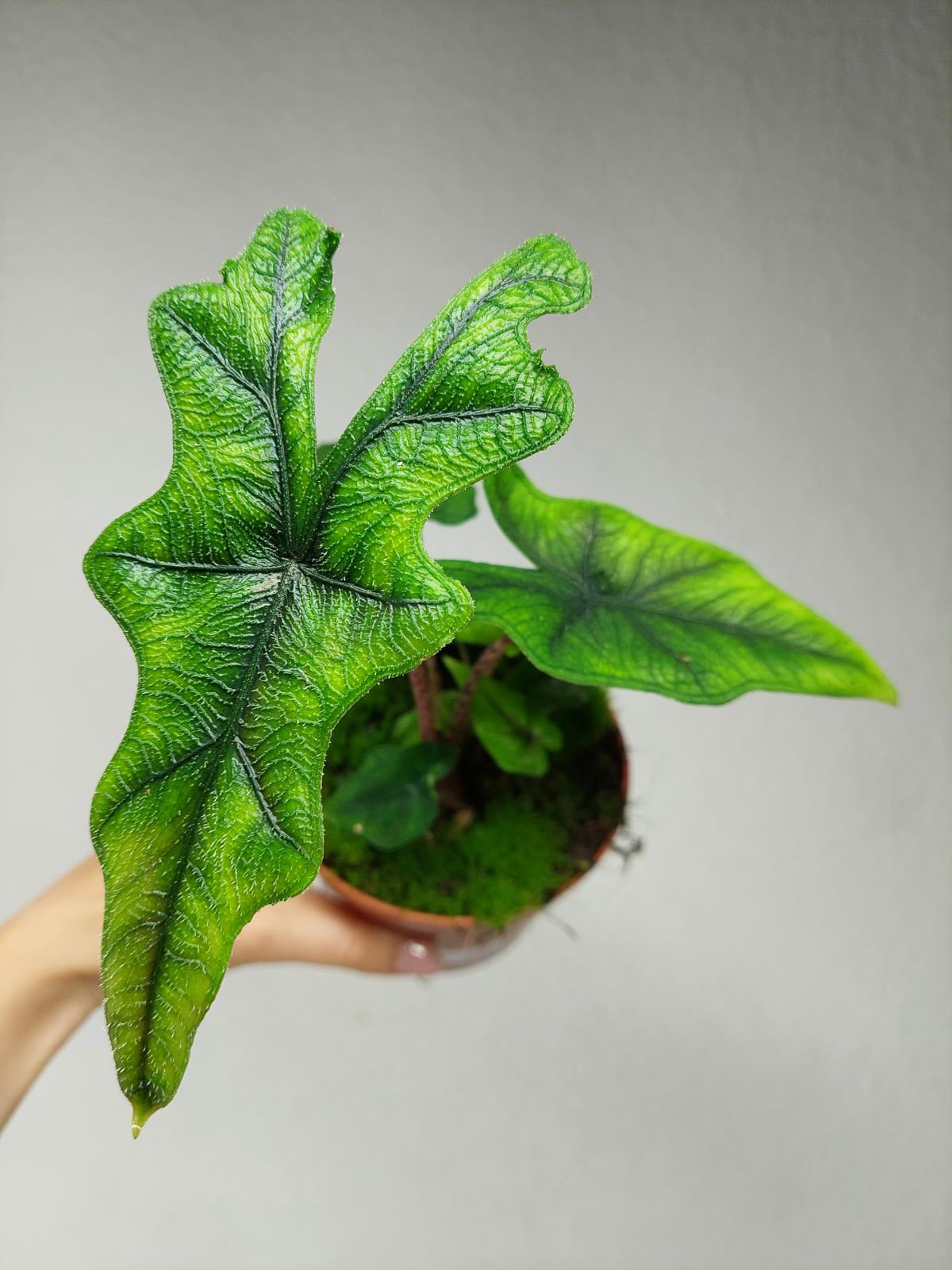 Alocasia Jacklyn