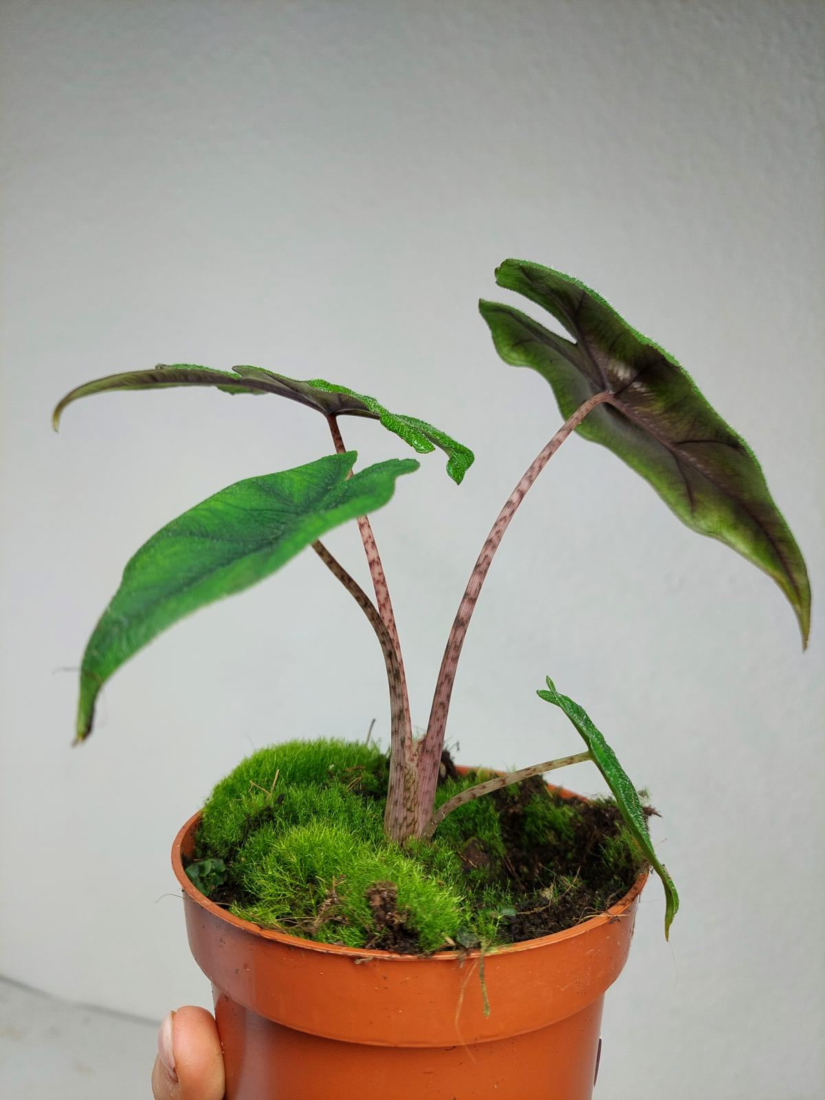 Alocasia Jacklyn