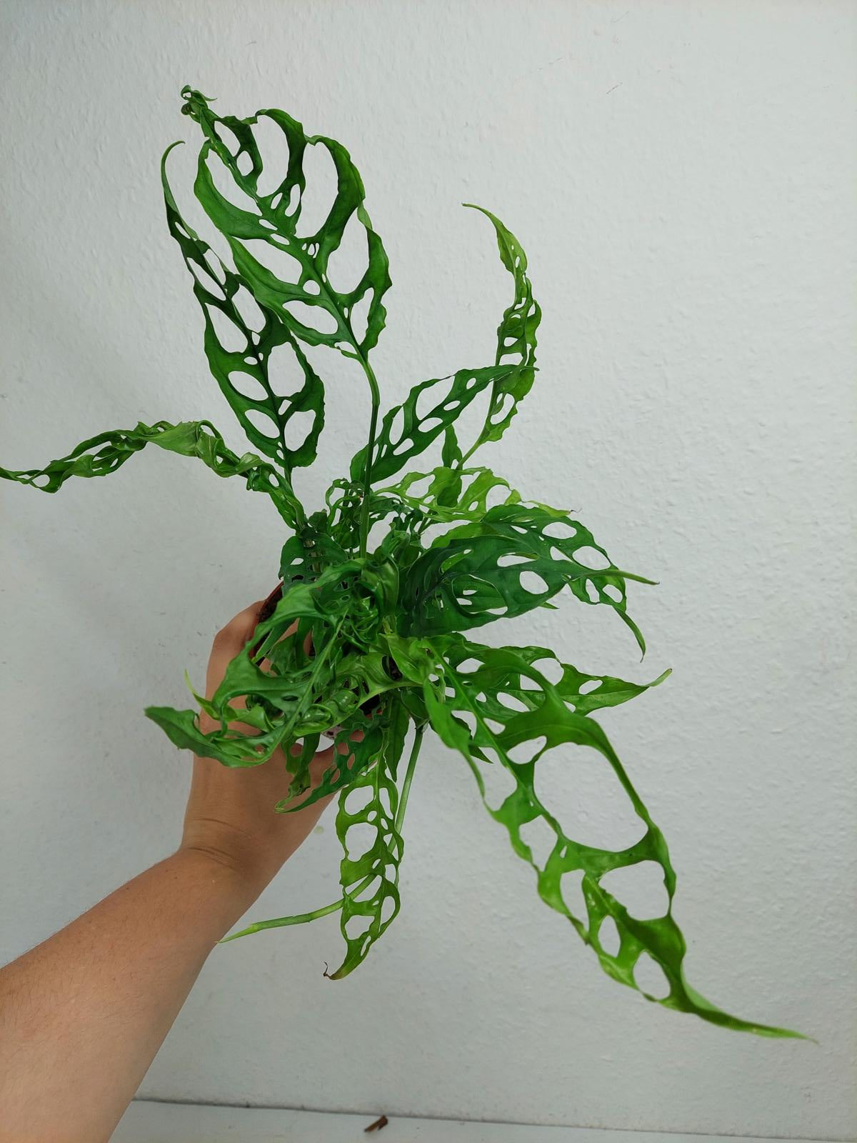 Monstera Obliqua Peru