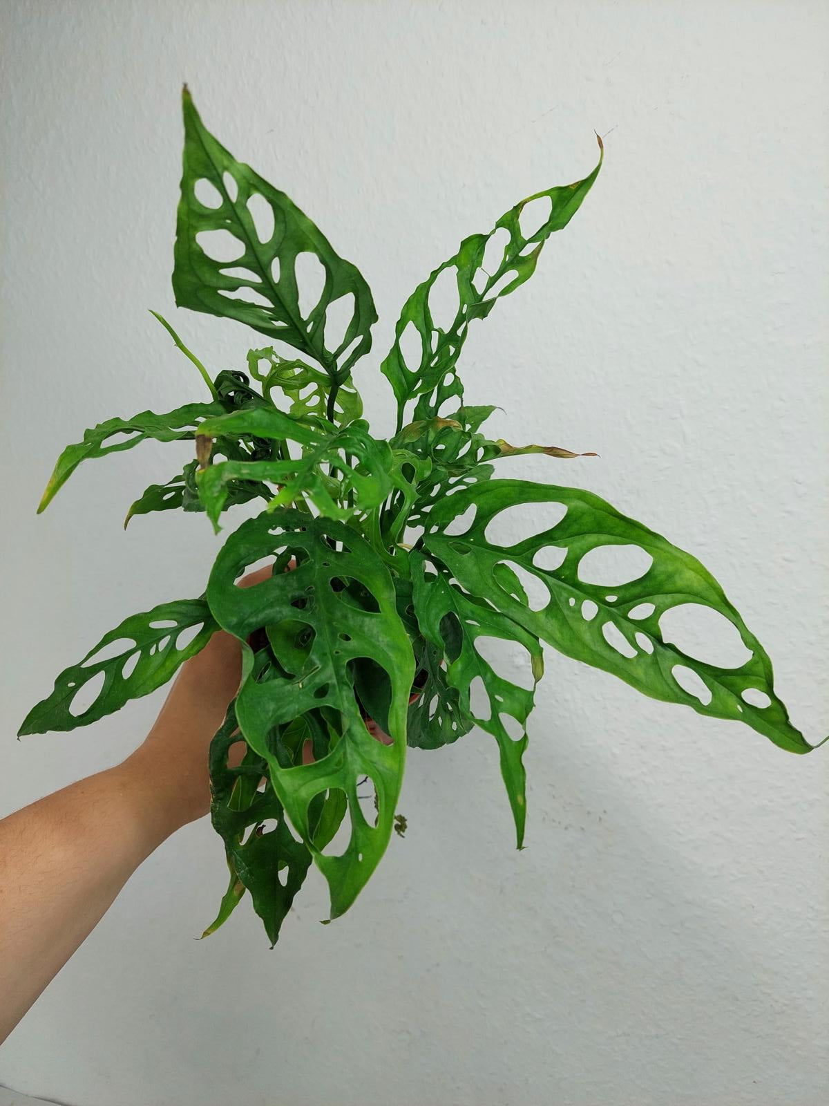 Monstera Obliqua Peru