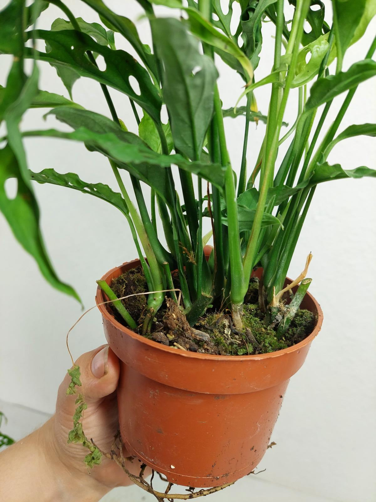 Monstera Obliqua Peru