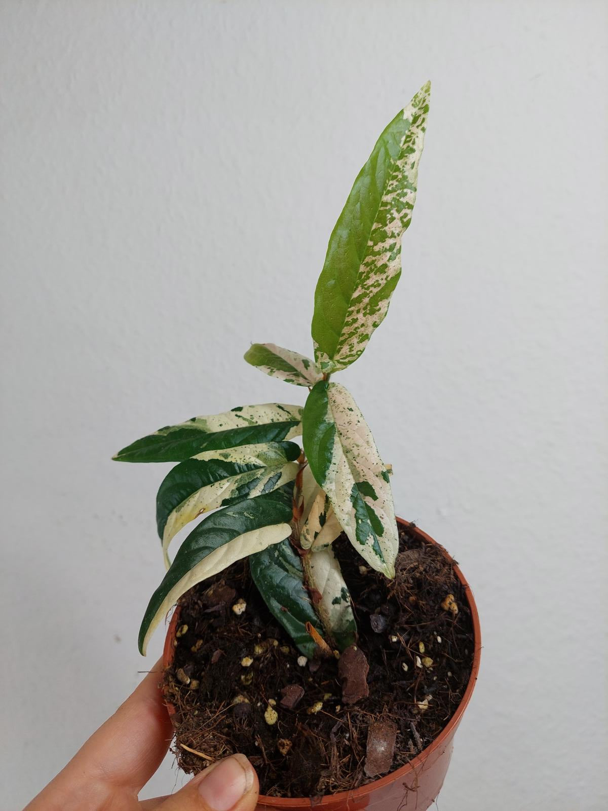 Ficus Sagittata Pink Variegata