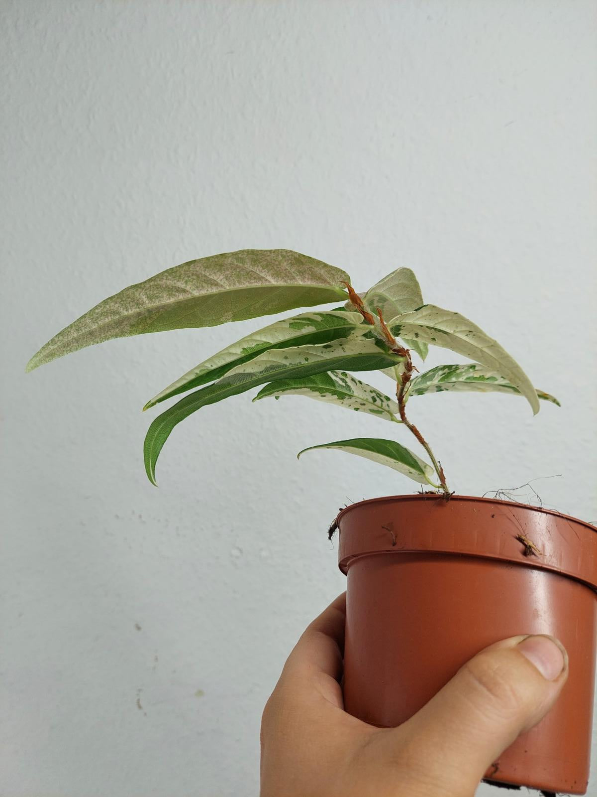 Ficus Sagittata Pink Variegata