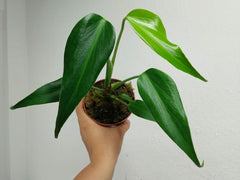 Monstera Burle Marx Flame