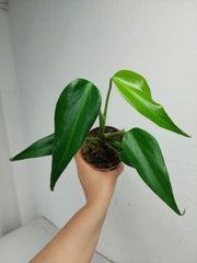 Monstera Burle Marx Flame