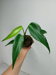 Monstera Burle Marx Flame