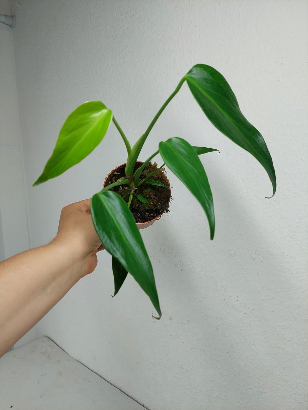 Monstera Burle Marx Flame