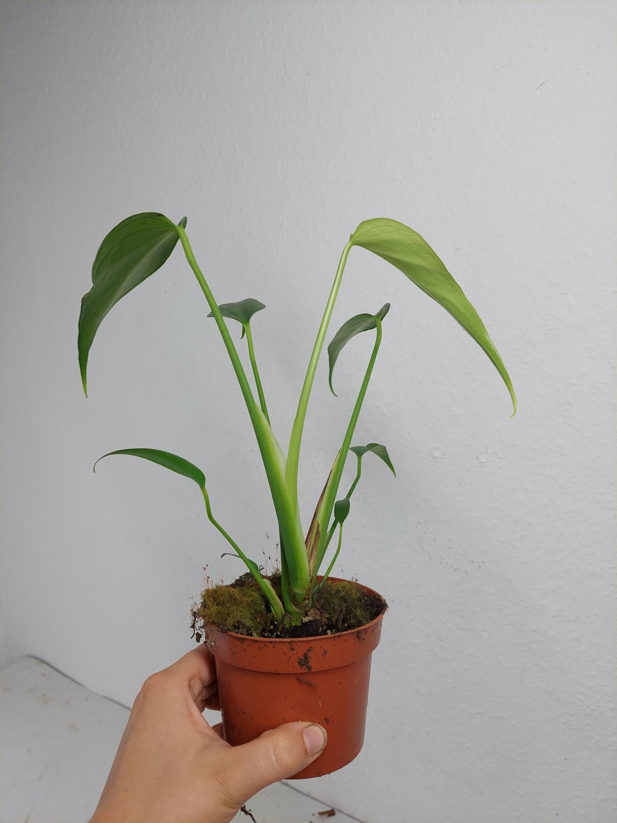 Monstera Burle Marx Flame