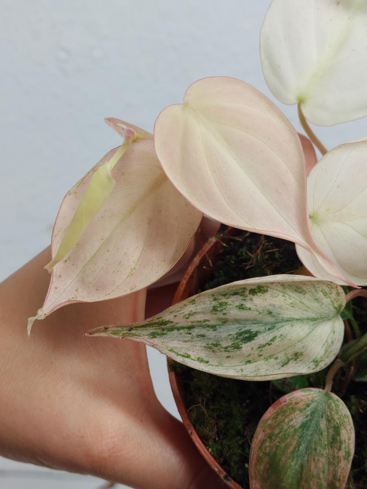 Philodendron Micans Pink Variegata