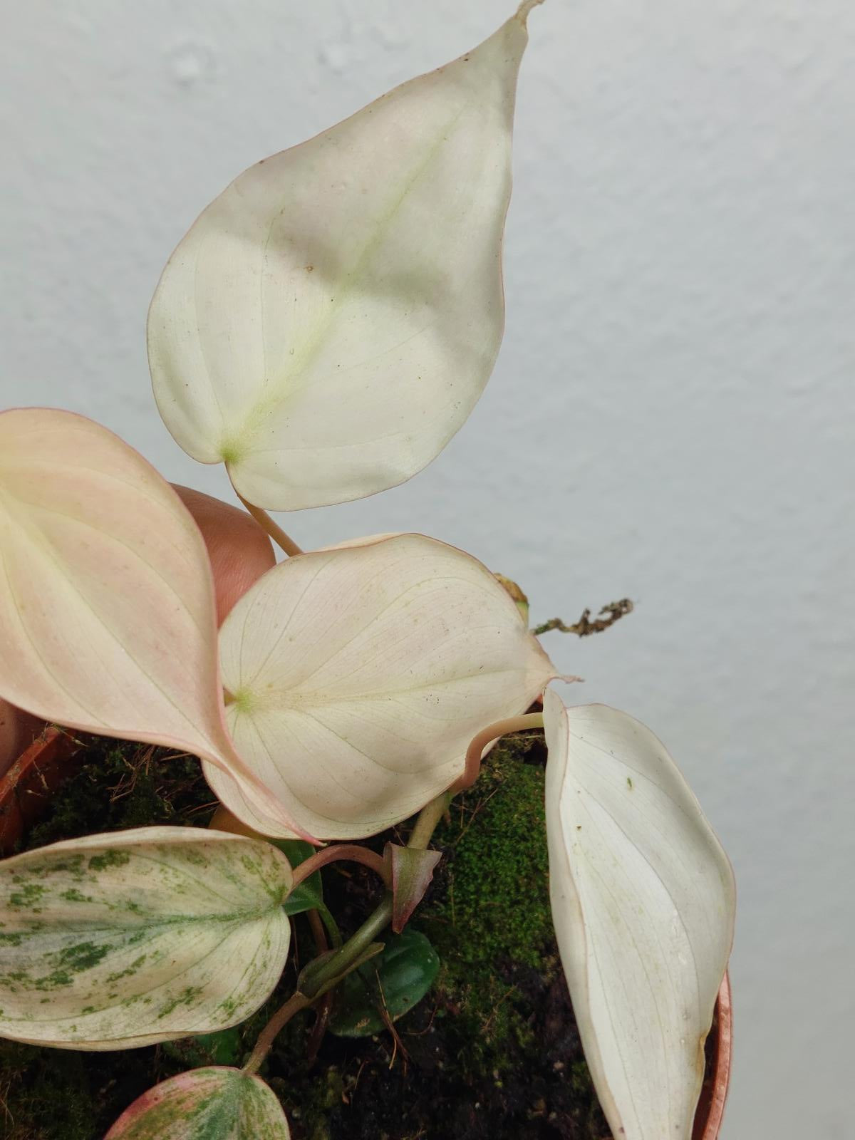 Philodendron Micans Pink Variegata