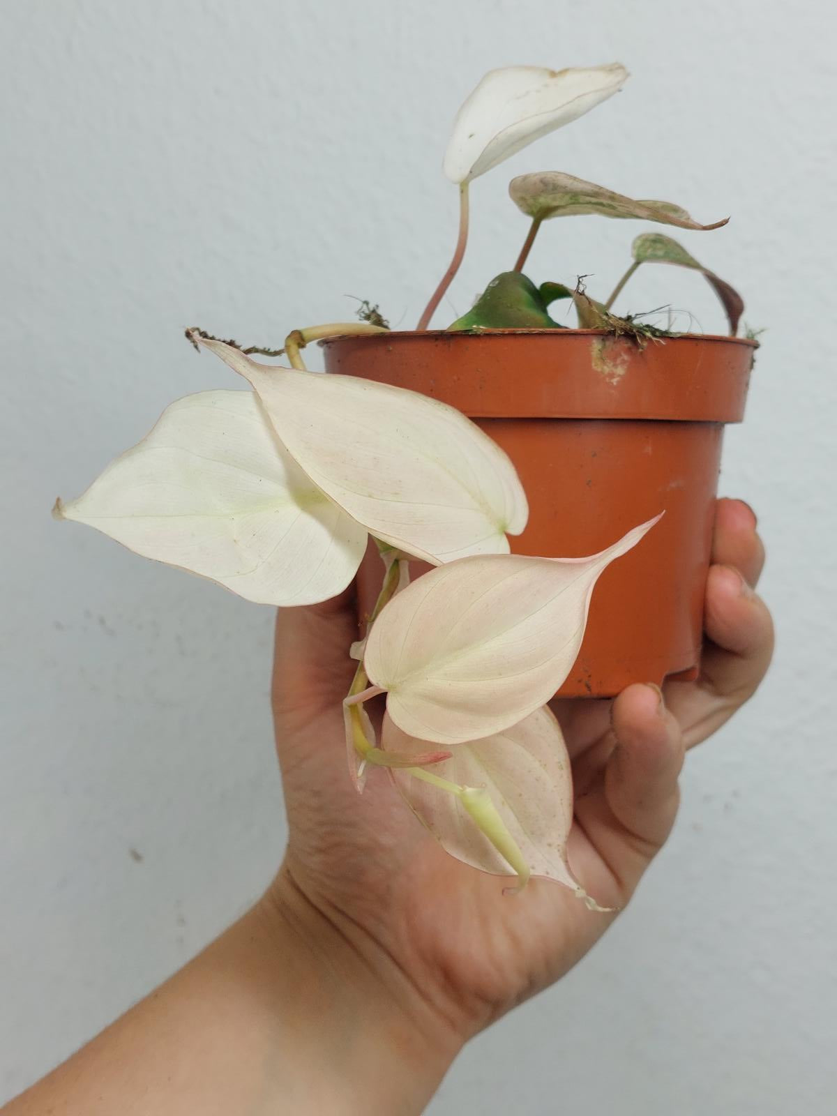 Philodendron Micans Pink Variegata