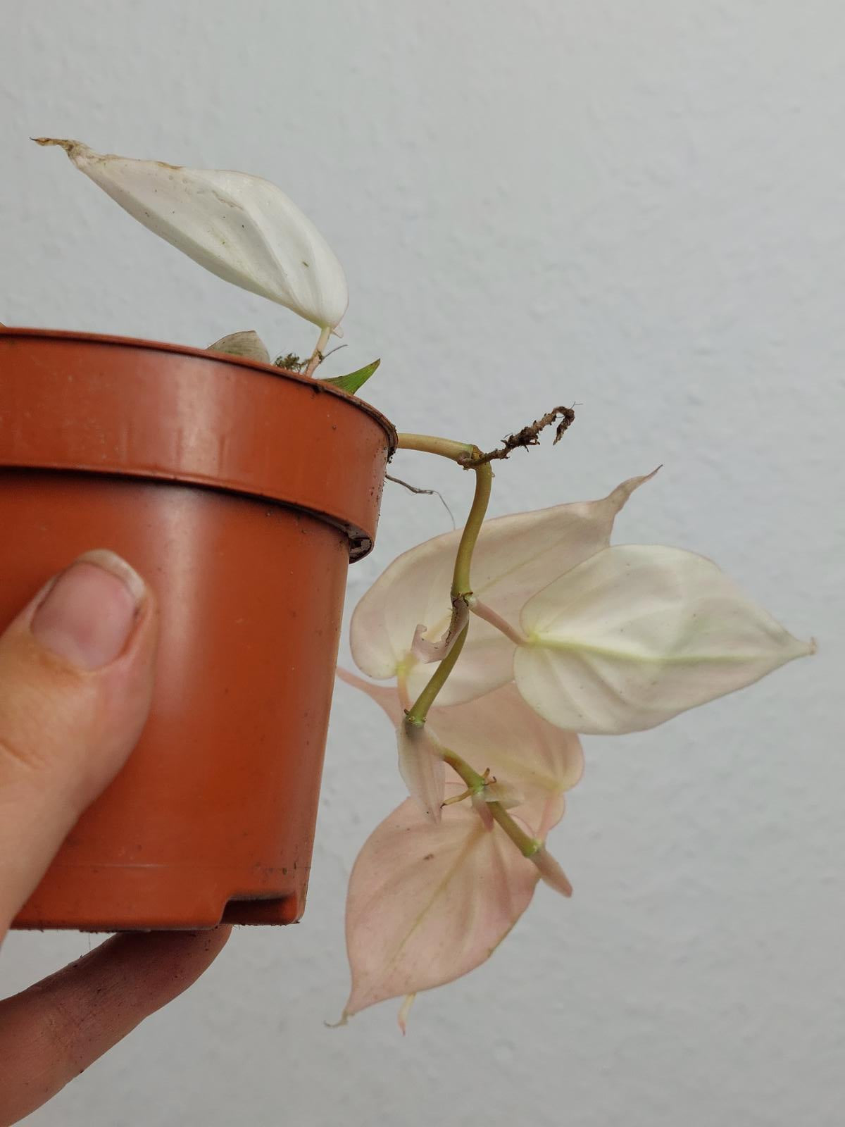 Philodendron Micans Pink Variegata
