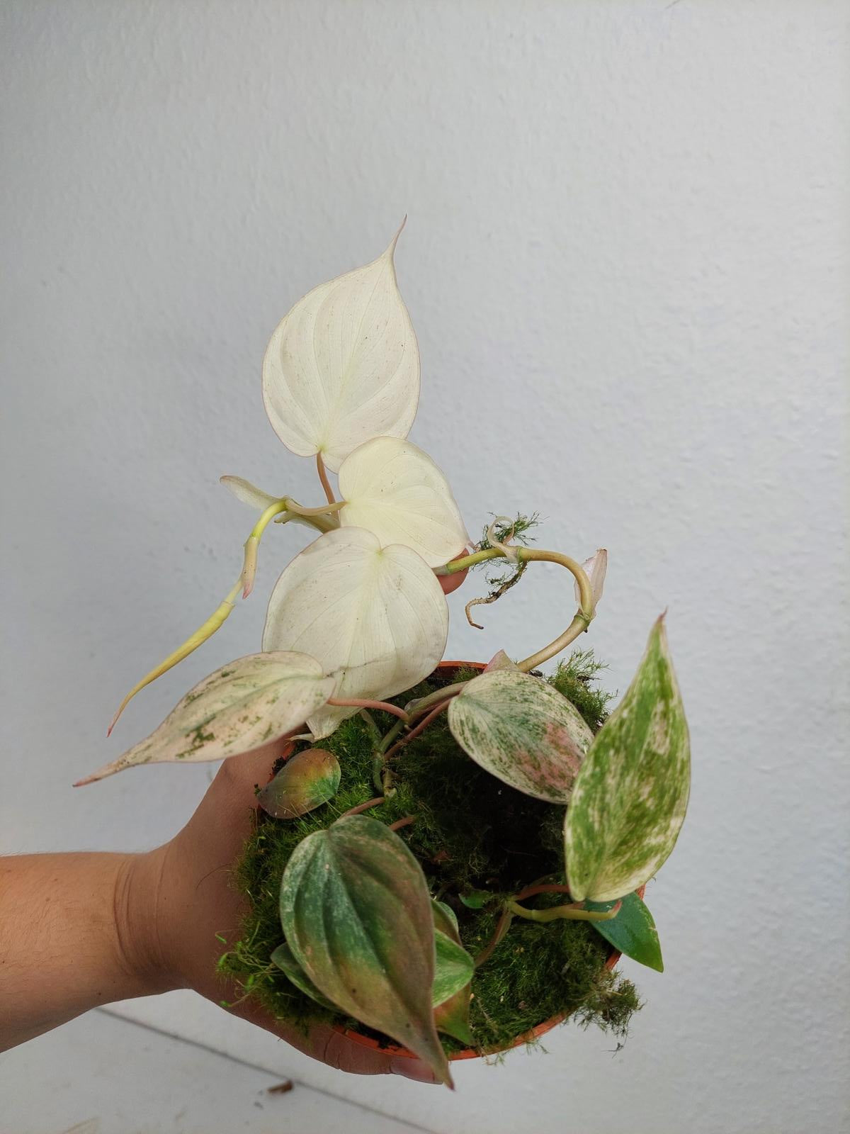 Philodendron Micans Pink Variegata