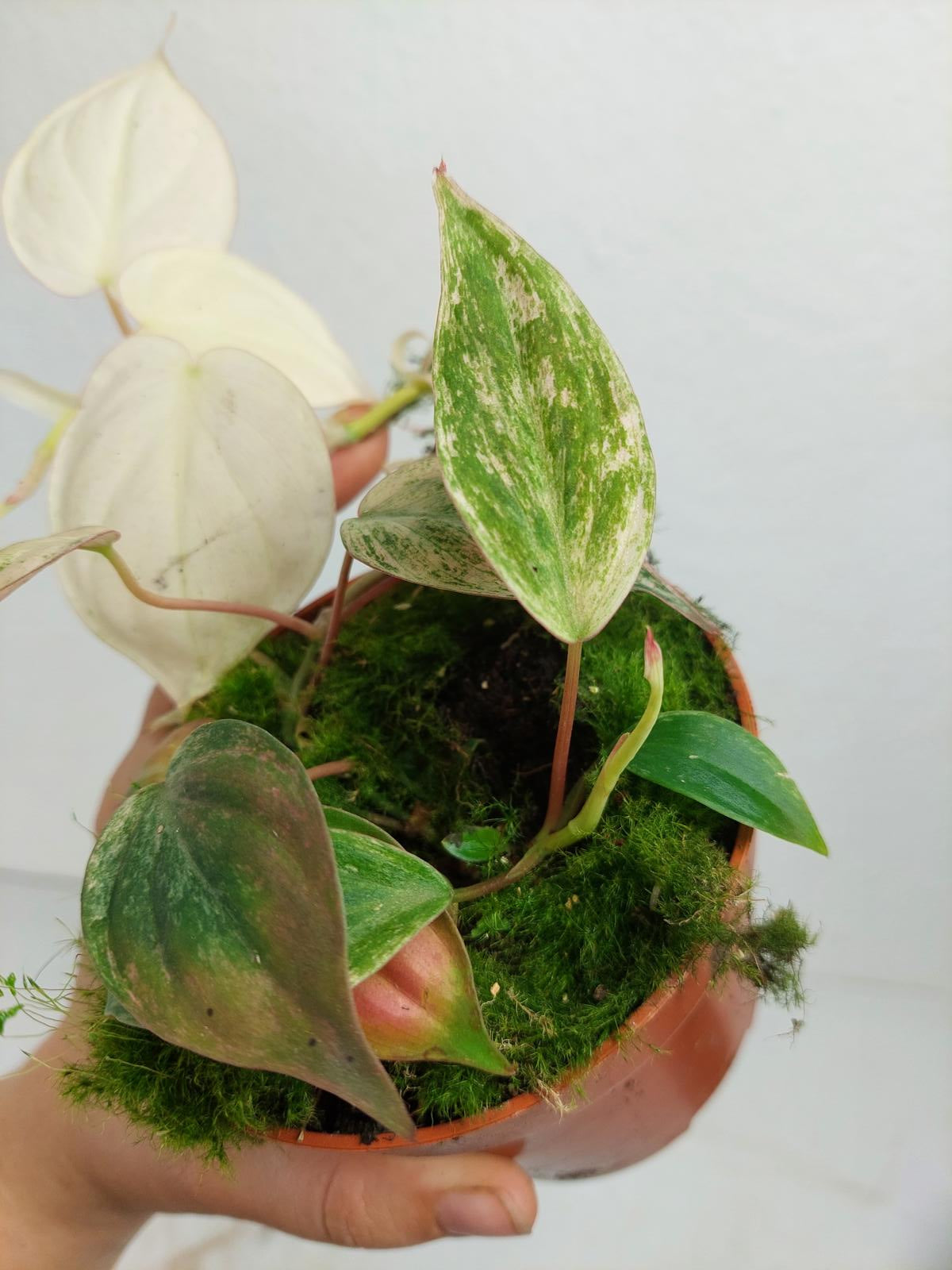 Philodendron Micans Pink Variegata