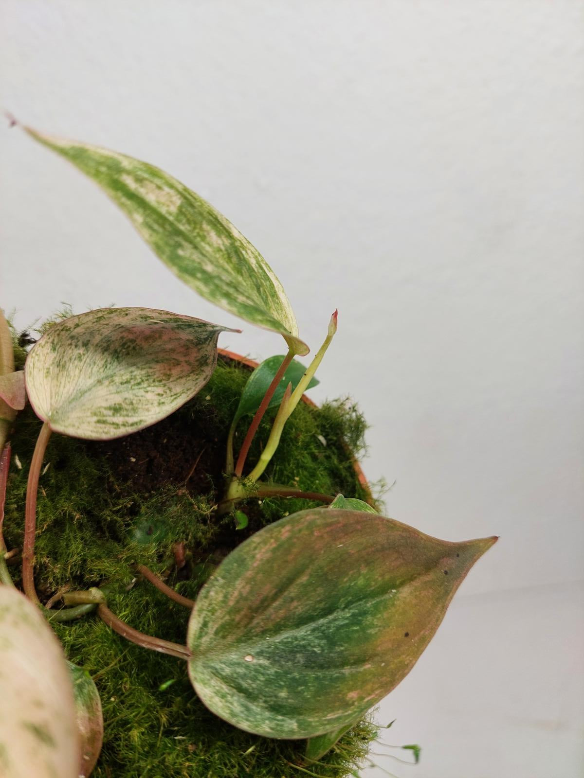 Philodendron Micans Pink Variegata