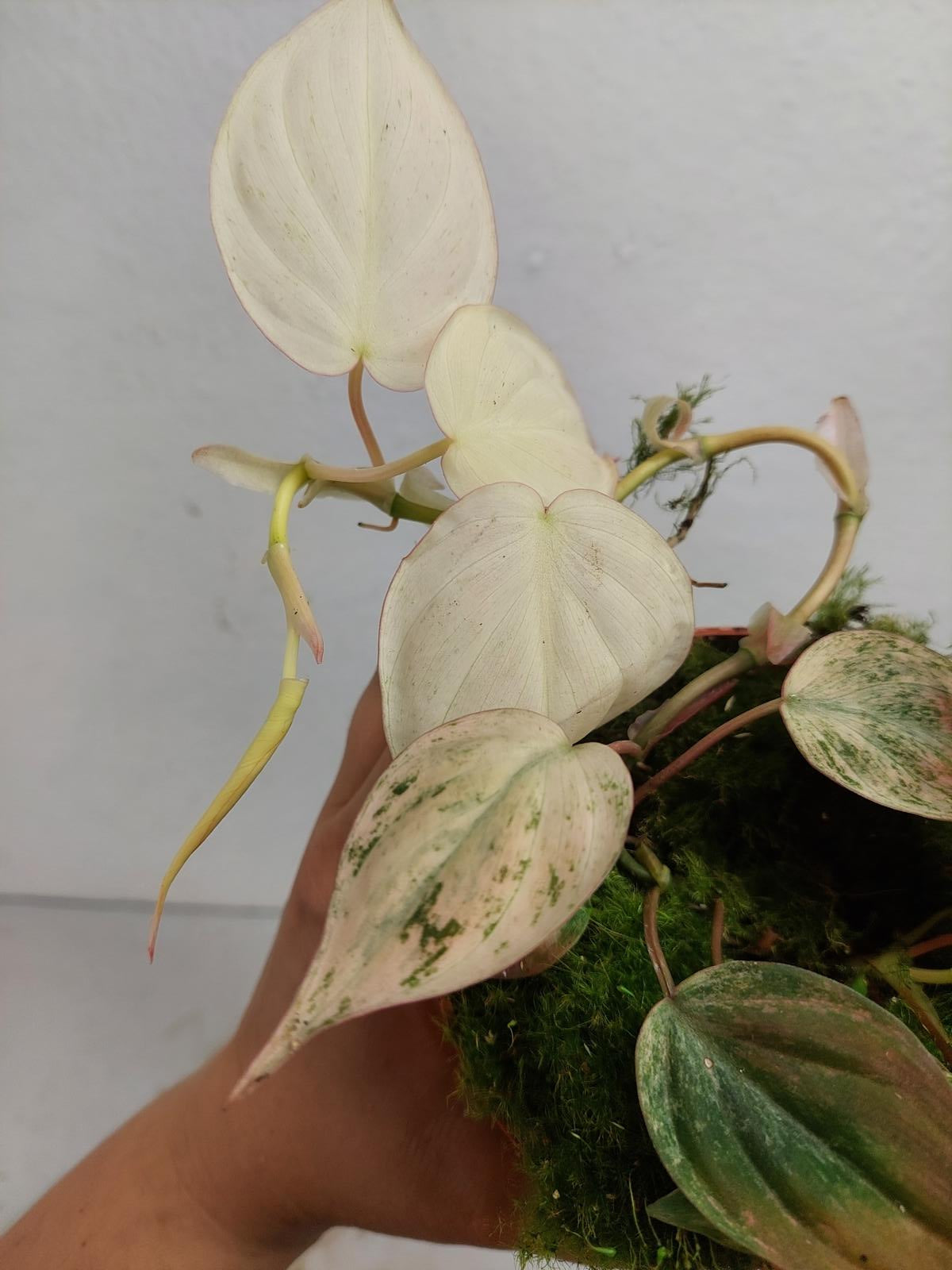 Philodendron Micans Pink Variegata